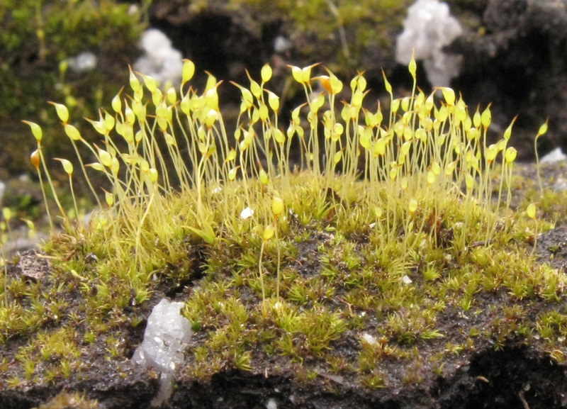 Dicranella cerviculata